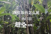 热带雨林探险之旅如何攻略？乐趣揭秘中有哪些要点？