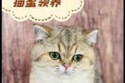 《小森生活猫咪领养攻略》（了解这些，你也可以拥有可爱的小伙伴！）