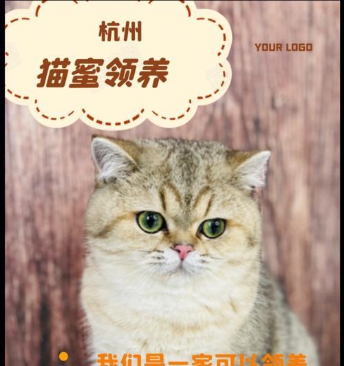 《小森生活猫咪领养攻略》（了解这些，你也可以拥有可爱的小伙伴！）