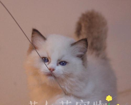 《小森生活猫咪领养攻略》（了解这些，你也可以拥有可爱的小伙伴！）