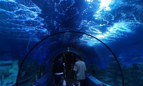 水族馆与剧场（大片效果与超现实感）