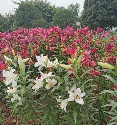 《以神雕侠侣2金秋花会》玩法攻略（开启奇幻花会之旅）